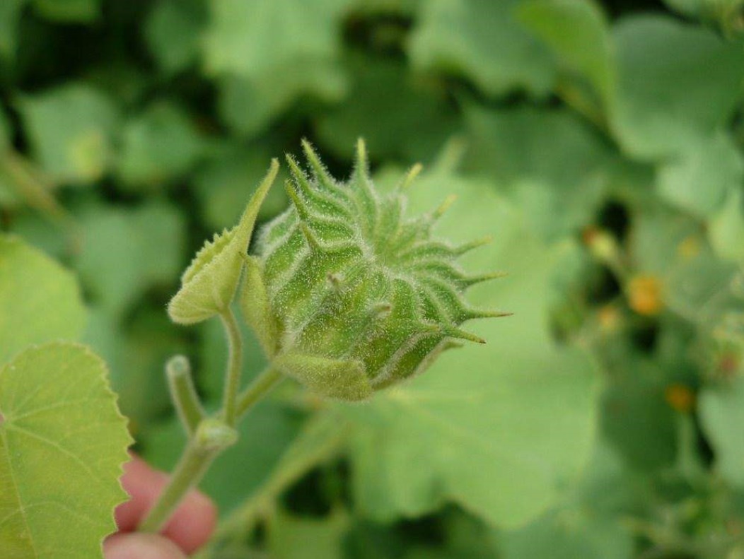 中药|不起眼的野草,现在竟是中药中的宝贝,为了健康了解一下