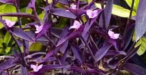 妇科病|有钱买不到此“防妇科补血仙草”，女性多食，远离妇科病，美容养血，抗衰老