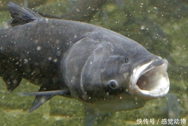 公开秘籍！“鲢鳙九阴真经”送给爱钓鲢鳙的你！