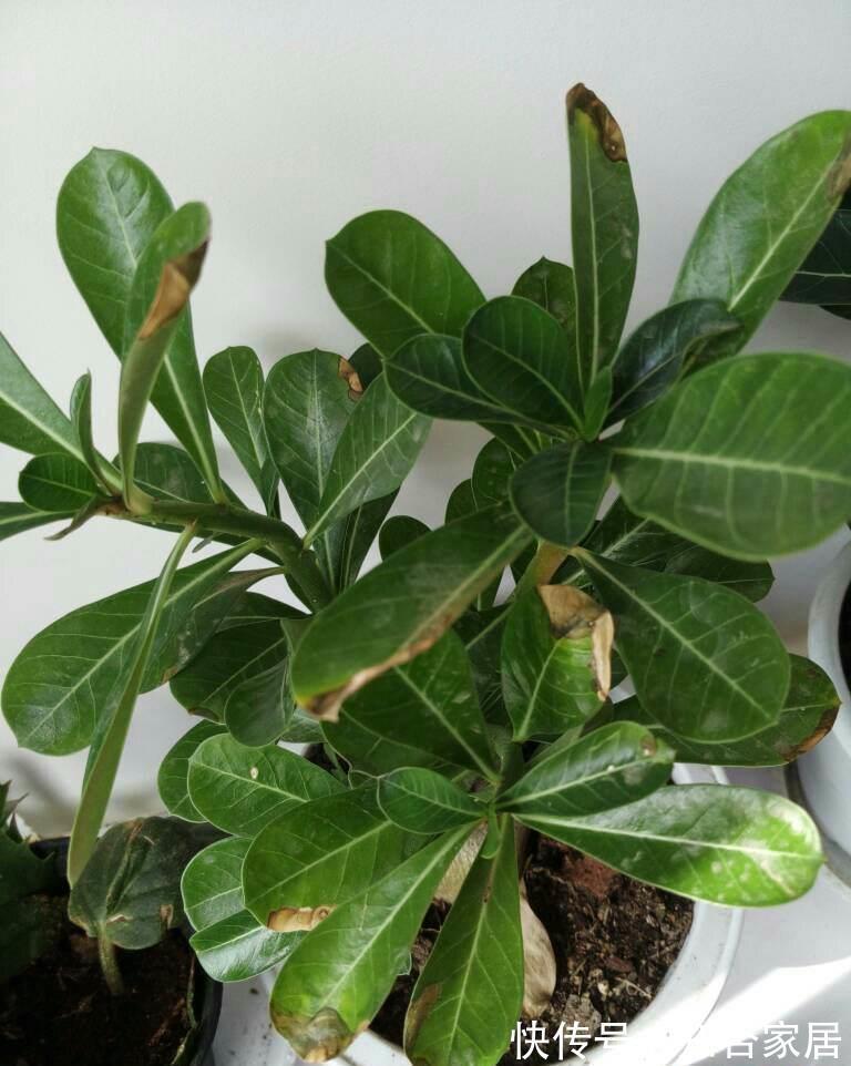 原产地|沙漠玫瑰叶子发黄掉落怎么办，别着急沙漠玫瑰叶黄解决方法看这里
