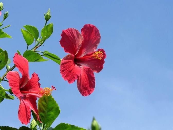 建议不管房子多大,摆上6种盆栽,花香满屋,来客有面子