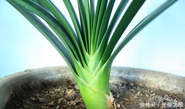 夏天来了，君子兰喜欢“1多2少”，既能安全度夏，又能长花芽