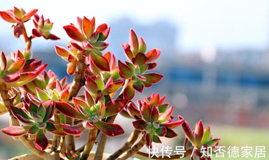 长势|秋天养锦晃星,学会3个技巧,新叶新芽长满盆,养成群生小老桩