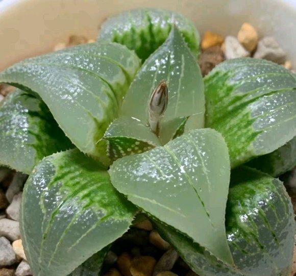 为啥你养的玉露不透?根系没发育好,先养根,不要着急养状态