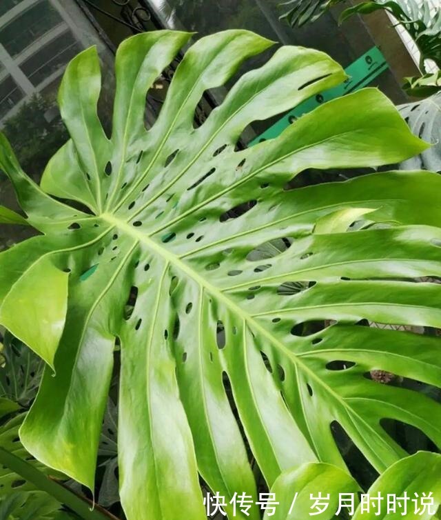 它是天然叶面肥,一擦一喷,叶子比打了蜡还亮!