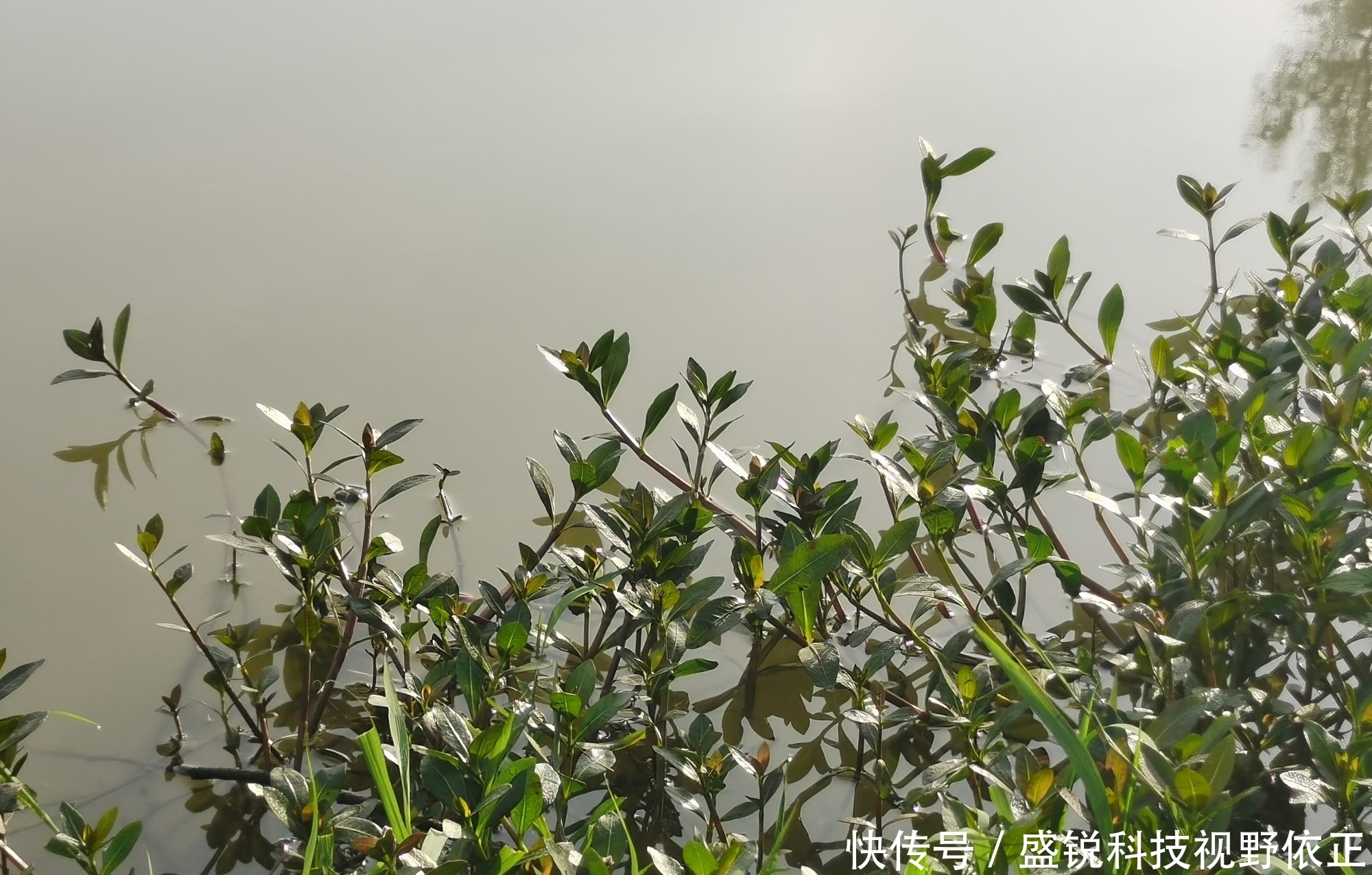 钓鱼钓草不如说是钓障碍,对障碍你了解多少