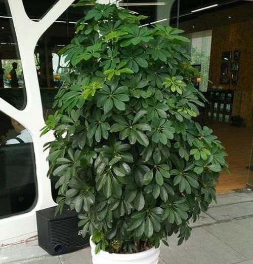 |沙雕动画,搞笑:小时候用飘柔洗头,我妈拽我头发根本抓不住!