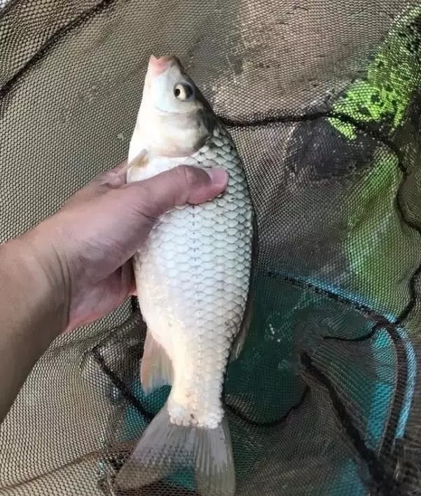 冬天怎样“高效”钓鲫鱼?高手十几年才悟出6条经验,记牢了