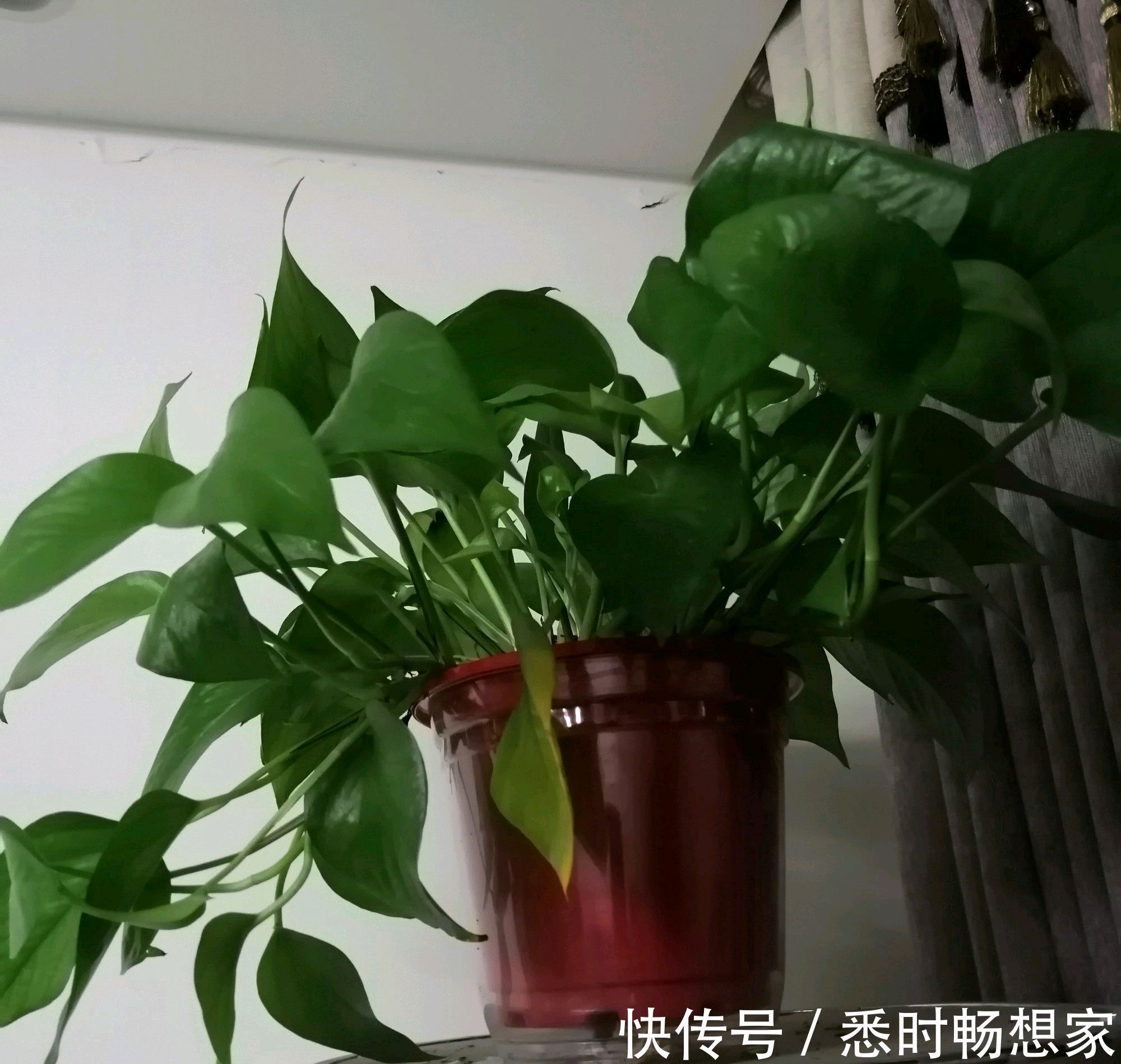 绿萝太密了该如何分盆脱盆分株和砍头扦插，长势旺叶片绿油油