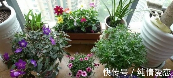 养花自制肥料:该怎么用好柳树皮,挖掘其中的价值?