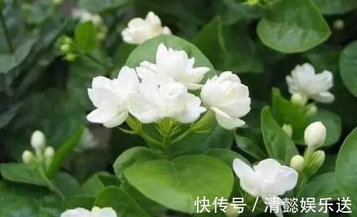 茉莉用缓释肥远水解不了近渴!此2种水10天浇一次,嗖嗖长花苞