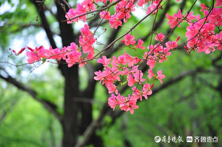 快去！日照五莲山杜鹃花开烂漫时，现在赏刚刚好|壹起过五一| a5251