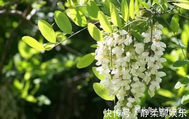 香椿|蒲公英、香椿、榆树钱、白蒿……一种野菜治一种病