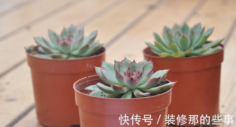 浇水|多肉花月夜叶片皱皱的要小心，可能是这些地方出问题在警示