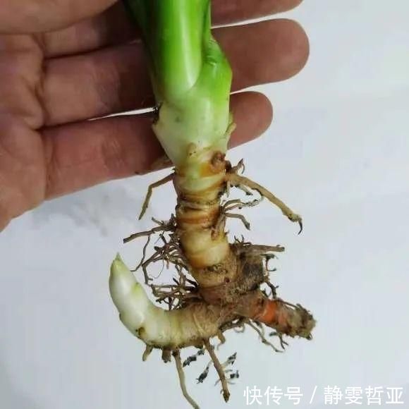 虎皮兰,红掌,吊兰养成老桩,变成大树,真壮观