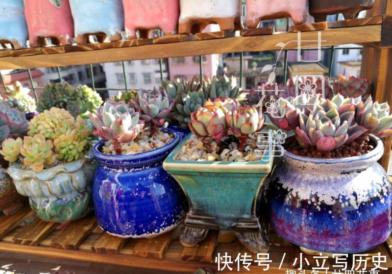 养多肉七八年,发现还是这样的花盆好使,透气易控水,好上色不烂