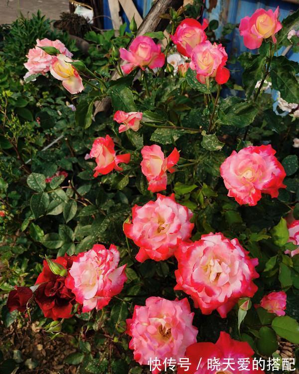 花友|适合新手的三款月季,花型饱满花期长,半封闭阳台也能种