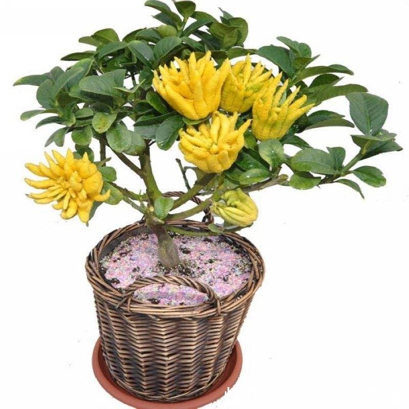 植物最好看的就是果实，家里种上一盆，不仅好看而且好吃！