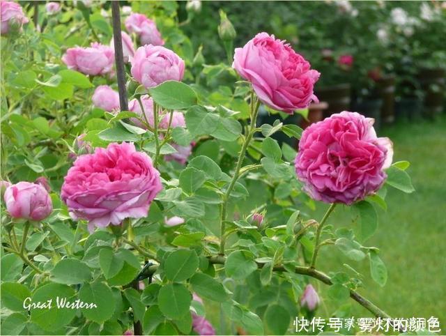 20款古老月季。数百年唯美传承，个个经典又抗病。远胜现代月季