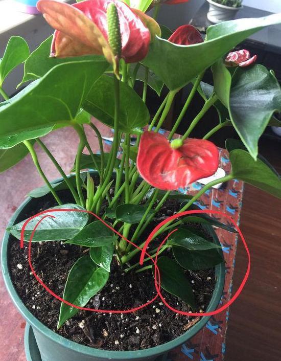 红掌盆栽叶黄花小怎么办掌握4招,植株状态好、叶绿花大色艳