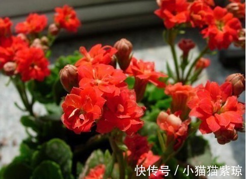 老花匠养“长寿花”,轻轻松松变“老桩”,花友给1000不卖