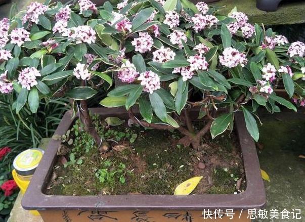 养月季、茉莉不如盆栽金边瑞香,花期长、花朵多,花开满屋飘香