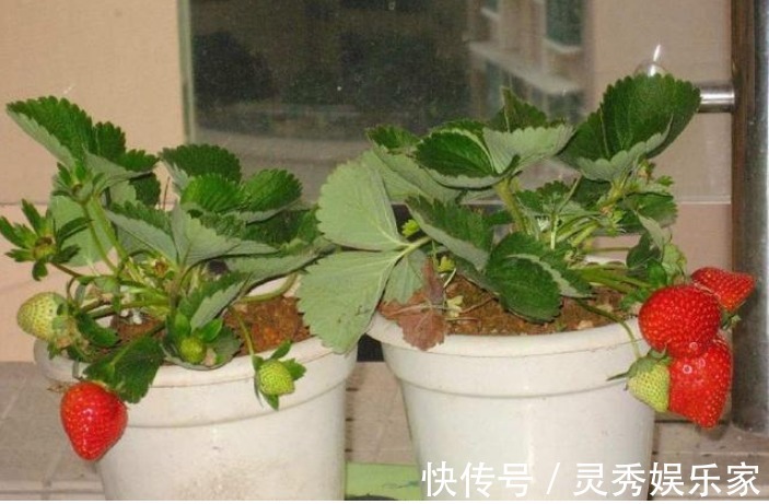 吃水果留“1勺子”，埋盆里，10天成盆栽，来年果子挂满树！