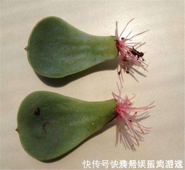 扦插|家庭养花,塑料瓶是“宝贝”,学会5个使用“小妙招”,一生受用