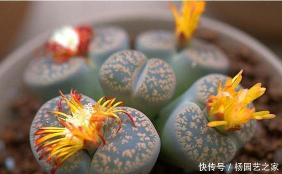 多肉植物开花了,怎么办?肉友:四点原因须剪掉!