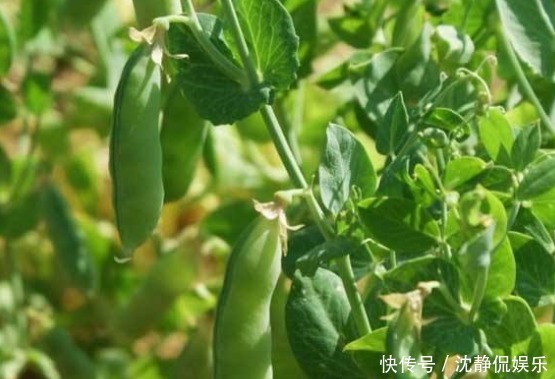 皮肤|女人想要不显老,三种食物要多吃,滋润皮肤,皮肤越来越细腻