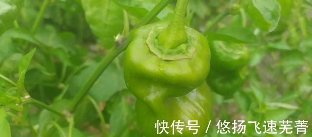 胡萝卜|家常豆腐，味道浓郁，酸甜苦辣尽在其中，是非常好吃的一道菜！