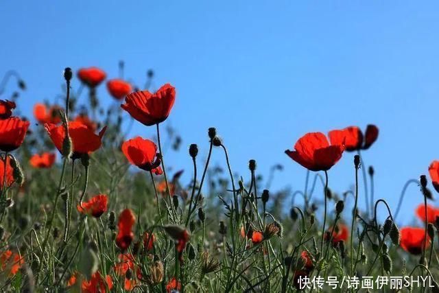 艳压群芳|美丽新疆:天山红花红似火