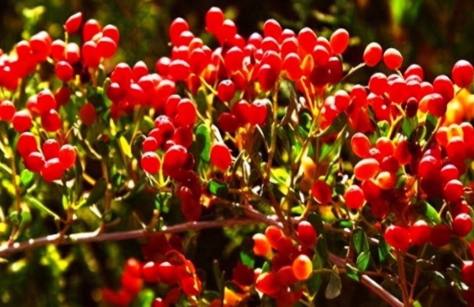 食物|女性到了中年,常吃三种食物,排毒护肤,延缓衰老肌肤细腻又光滑