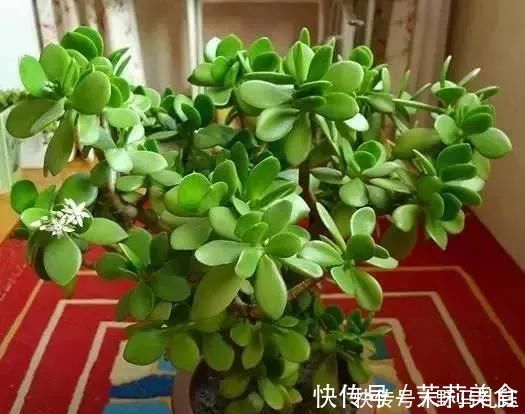 盆景|富裕家庭,这“3种花”会养在客厅,个个寓意好,胜过发财树