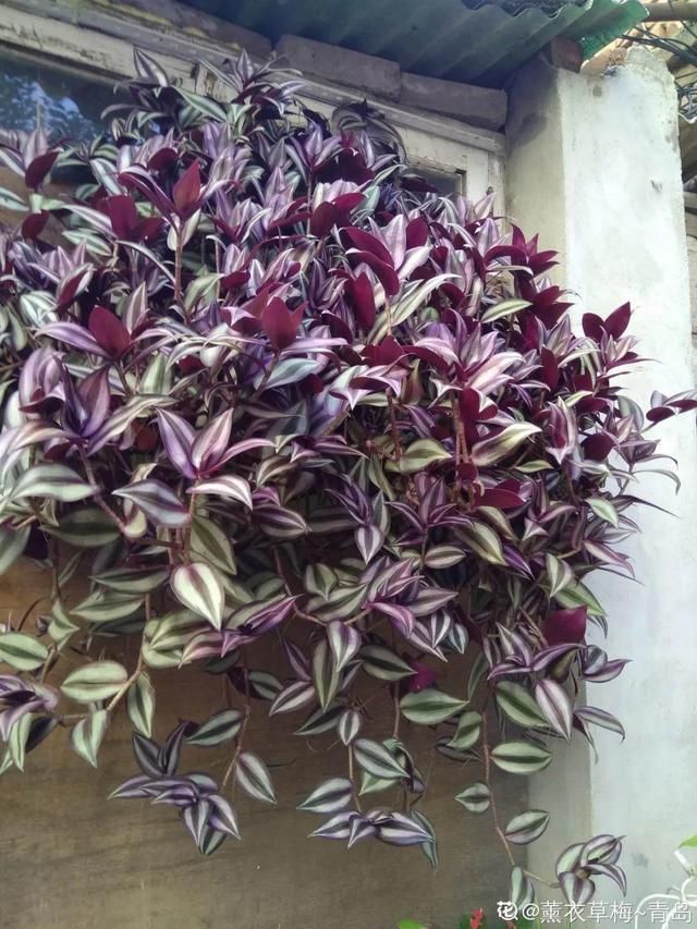 浇水|10种吊兰,耐阴又好看,叶子美得像一幅画