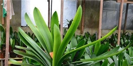 电视机|家里养君子兰,3个位置不能摆放,不然黄叶不开花,别忽视