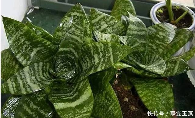 公公养虎皮兰有妙招,在花盆加这点东西,保准叶片翠绿侧芽不断