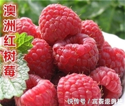 树苗|养花不如栽果树,试试种几款果树,果子大又甜