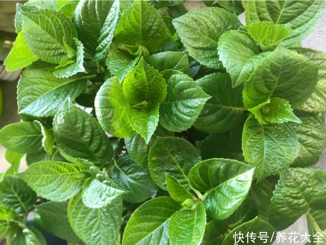 入夏前，10种花要赶紧施肥，不然以后没花看