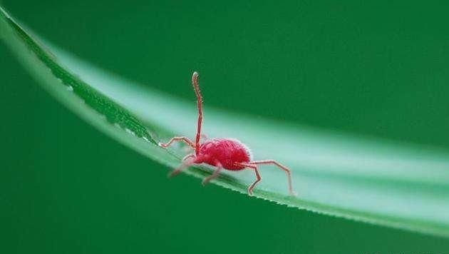 产生的症状及危害.其实很多花友最担心的就是红蜘蛛吧.