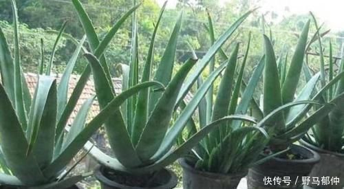 4种花很漂亮，养家里1盆，幸福、财源滚滚，一养就是10年！