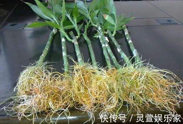 文竹|悄悄告诉你,养花高手都会的10个“小妙招”,学会以后,事半功倍