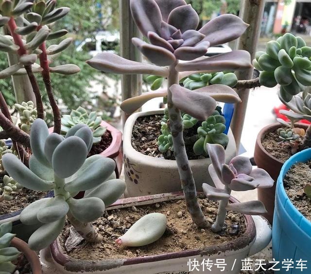 什么多肉植物好看又好养“墙裂”推荐紫乐,一年下来都是老桩!