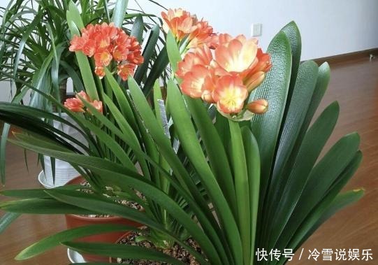 根部|养富贵竹、君子兰、绿萝,一对一喂”神仙水“才根壮叶绿