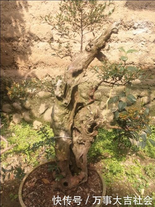 适应性|山上有什么植物适合用来做花卉盆景的吗?