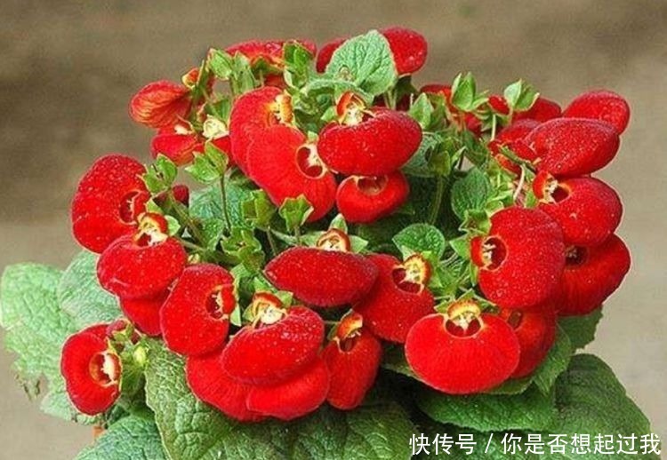 适合新手养的几种花,好活易爆盆,开花美长势旺