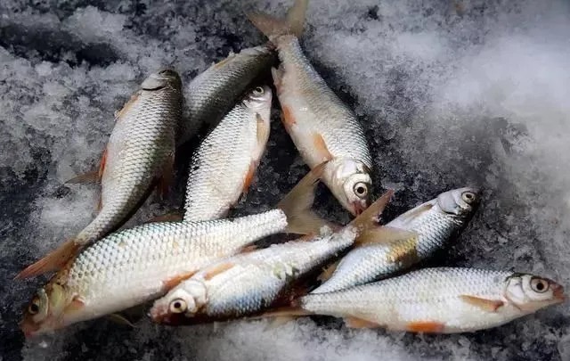 鱼口轻就不钓了?庆幸还有这“应对秘方”,每次都能钓满渔护