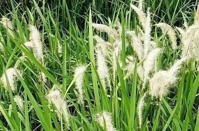 治病|一味白茅根，治病大功效！只要用得好，能治6种常见疾病！