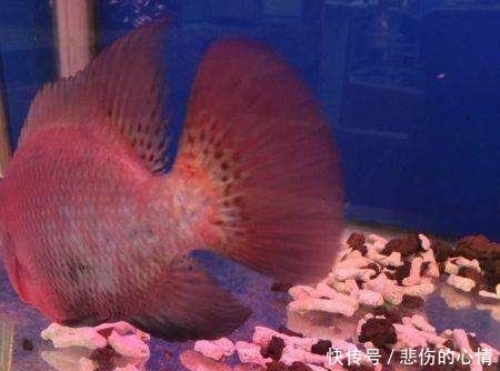 新水|水质引起的烧尾！！！