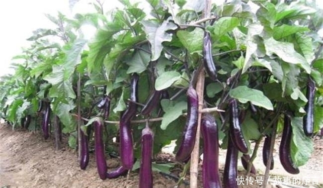 此菜全身是宝,果实是美味食材,根能治冻疮和脚气,蒂还能治咳嗽